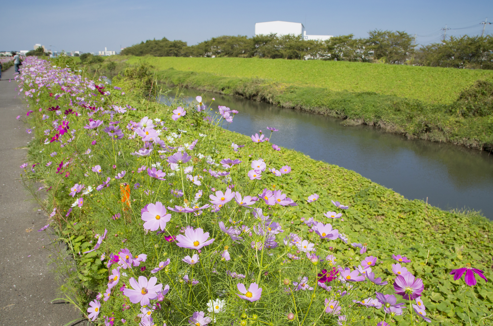 富士見市の粗大ゴミの出し方を解説!出すときの注意点やお得な処分方法も紹介!